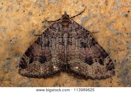 The tissue moth (Triphosa dubitata)