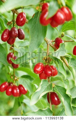 Bright Red Berries Of Cornel On The Branch
