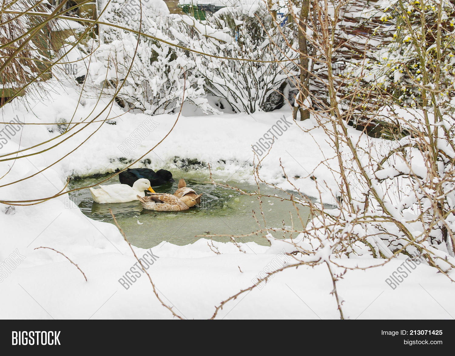 Уточка плавала в полынье. Декоративный пруд на зиму. Как сохранить пруд зимой. Лед на пруду. Укрытие пруда на зиму.