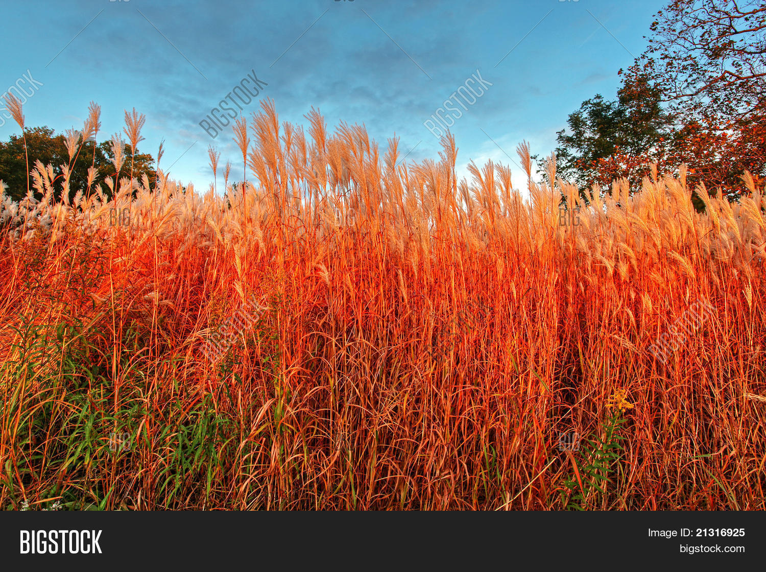 Tall Blades Grass Image & Photo (Free Trial) Bigstock