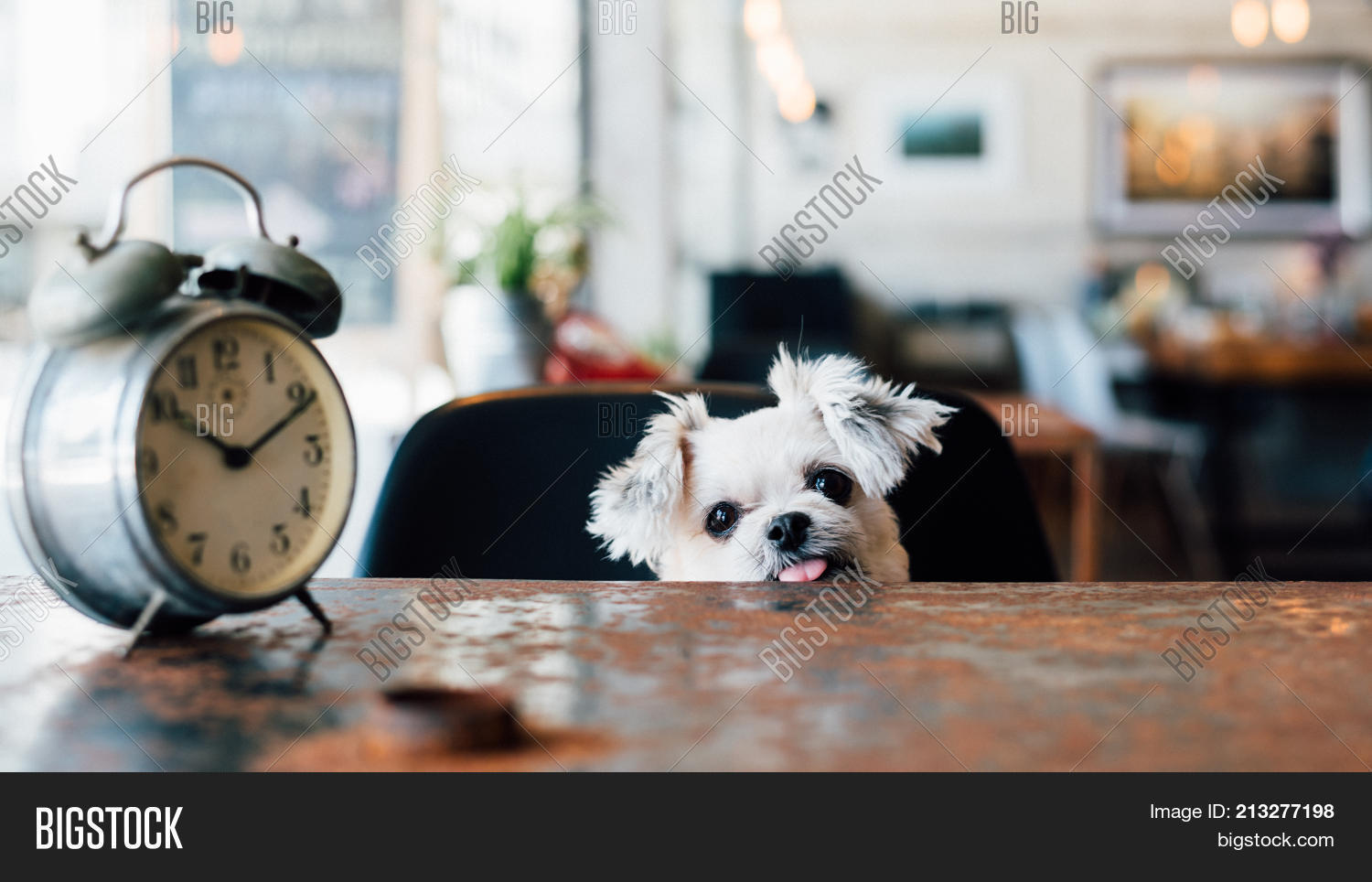 Dog Cute Wait Pet Image & Photo (Free Trial) | Bigstock