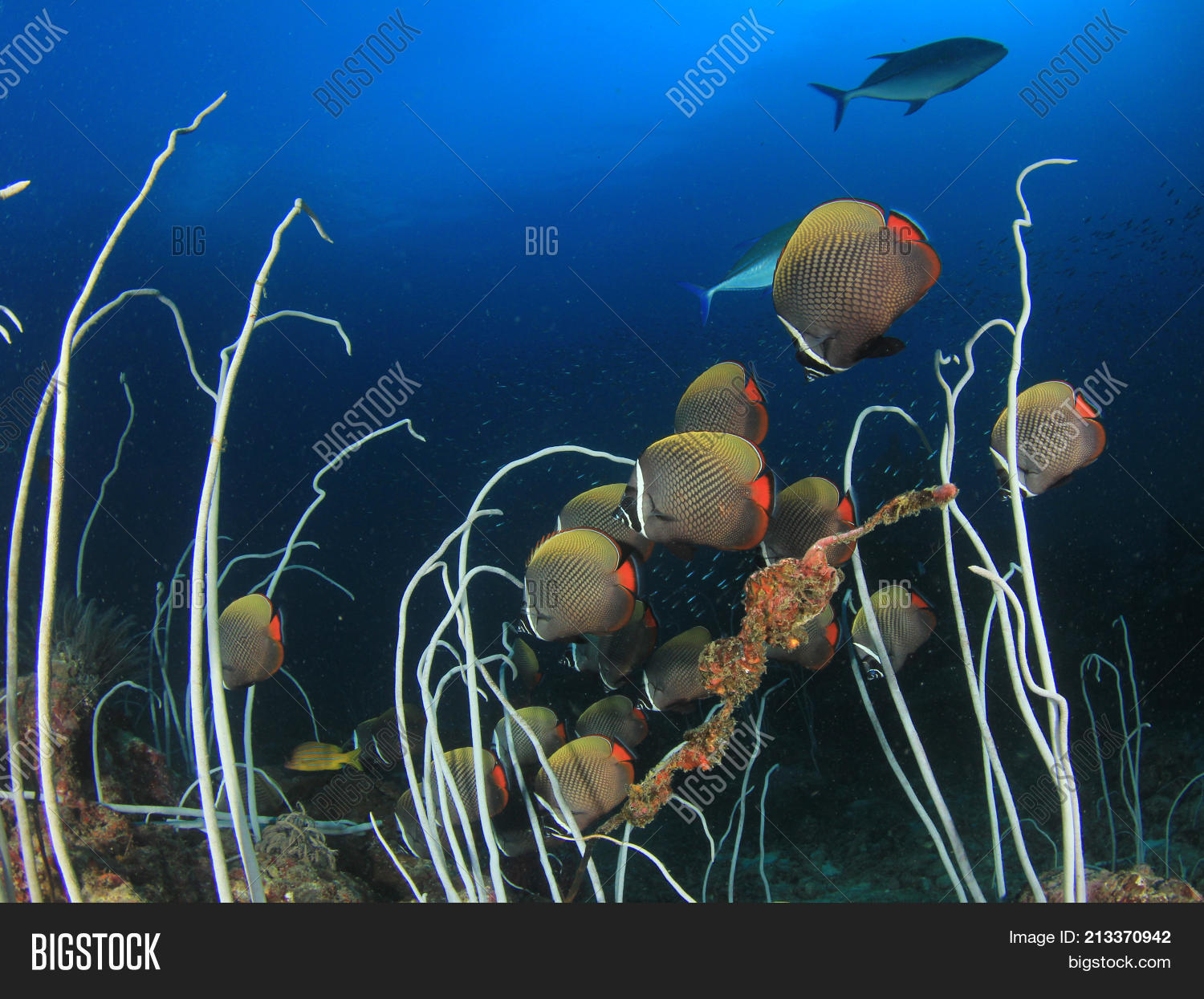 Underwater Coral Reef Image & Photo (Free Trial) | Bigstock