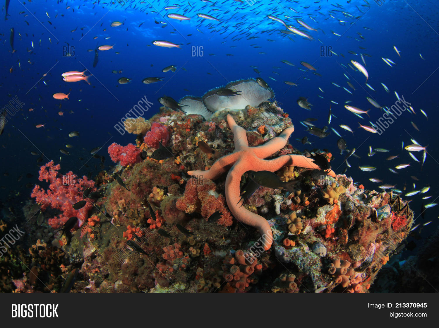 Underwater Coral Reef Image & Photo (Free Trial) | Bigstock