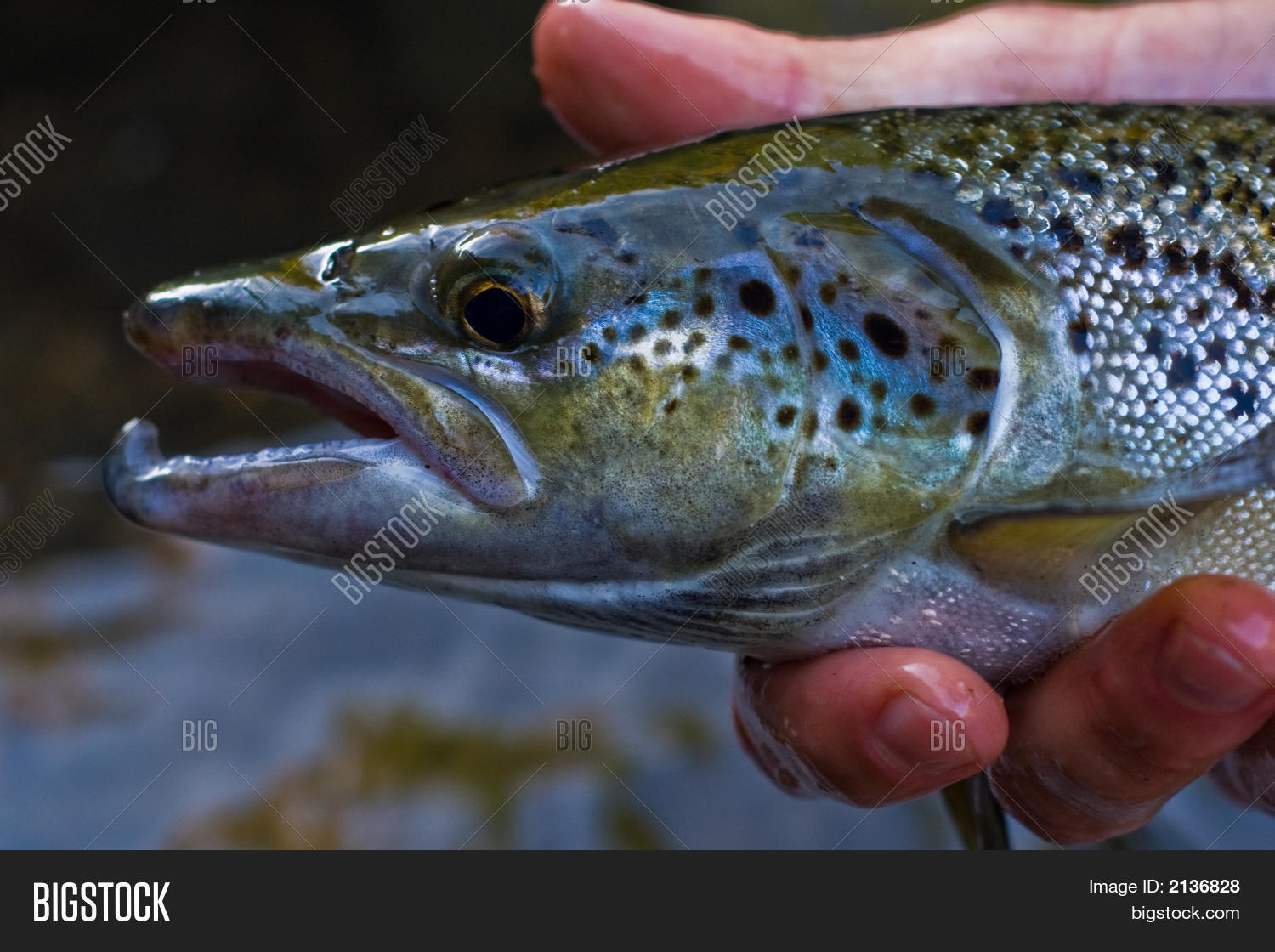 Vermont Landlocked Image & Photo (Free Trial) Bigstock