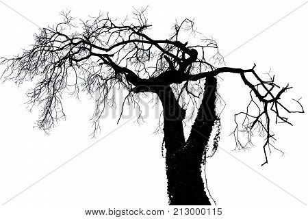tree isolated or tree isolated image use for tree background