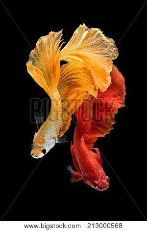 Close up art movement of Betta fishSiamese fighting fish isolated on black background.Fine art design concept.