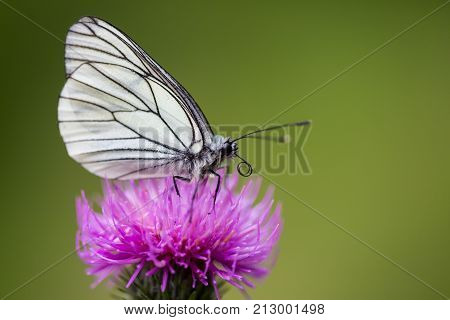 Side View Macro Black-veined White Butterfly (aporia Crataegi) Thistle Flower