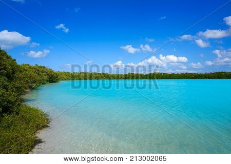 Holbox Island beach mangroove in Quintana Roo of Mexico