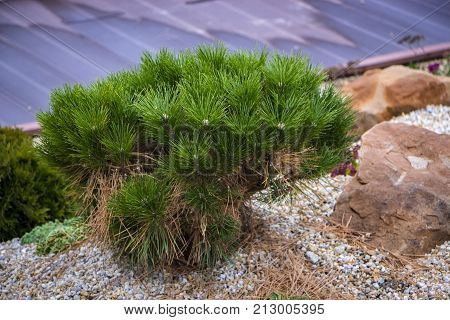 Alpine garden with dwarf conifers close up