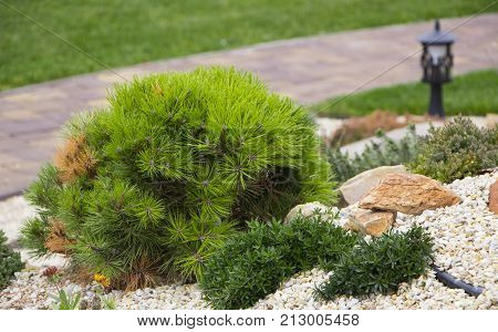 Alpine garden with dwarf conifers close up