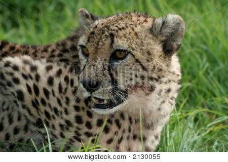 Gepard portrét 