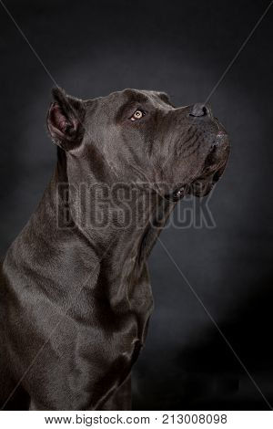 Big Black Dog