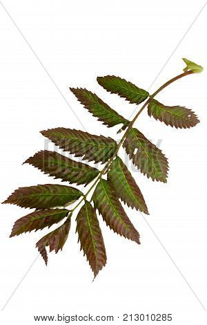 Green leaves isolated on white. Flat lay. Nature concept