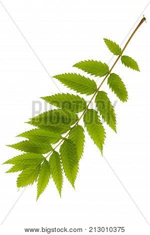 Green leaves isolated on white. Flat lay. Nature concept