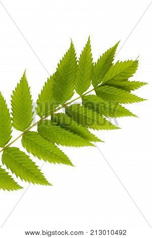 Green leaves isolated on white. Flat lay. Nature concept