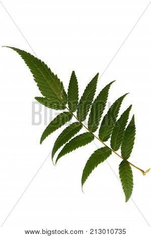 Green leaves isolated on white. Flat lay. Nature concept