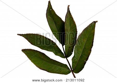 Green leaves isolated on white. Flat lay. Nature concept