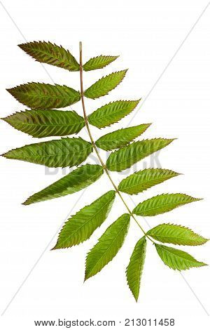 Green leaves isolated on white. Flat lay. Nature concept