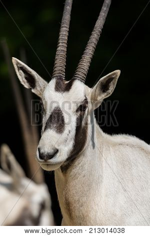 Head Of White Arabian Oryx (oryx Leucoryx) Antelope In Sunlight