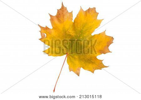 Bright autumn maple leaf isolated on white.