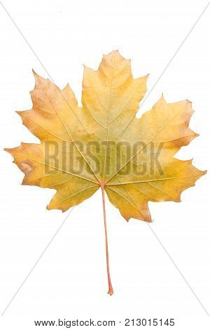 Bright autumn maple leaf isolated on white.