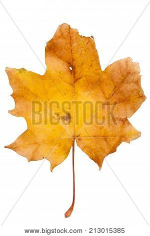 Bright autumn maple leaf isolated on white.
