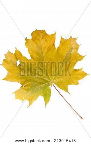 Bright autumn maple leaf isolated on white.
