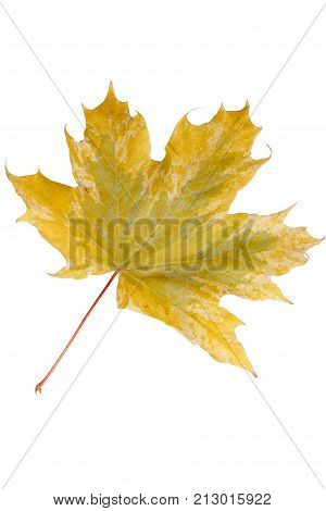 Bright autumn maple leaf isolated on white.