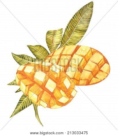 Mango cubes vintage design template. Watercolor botanical illustration. Mango Fruit Isolated on white background.