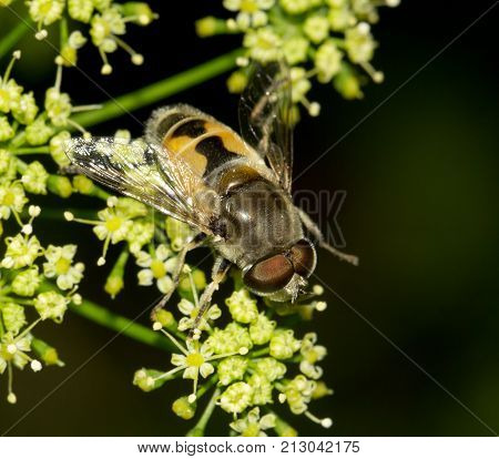 Fly in nature. macro . In the park in nature