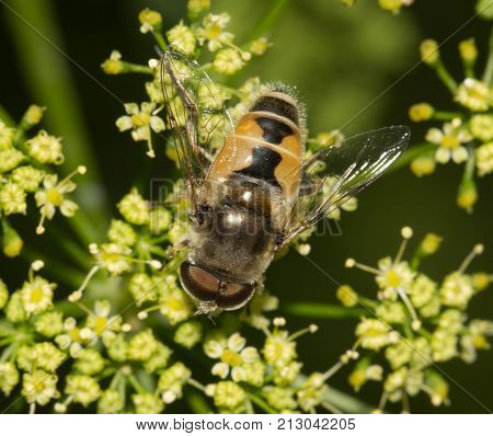 Fly in nature. macro . In the park in nature