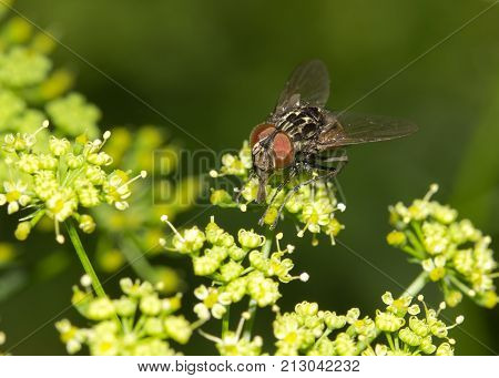 Fly in nature. macro . In the park in nature