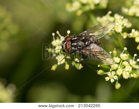Fly in nature. macro . In the park in nature