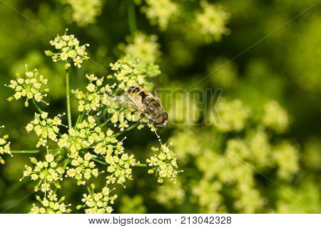 Fly in nature. macro . In the park in nature