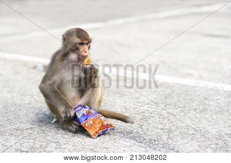 KAM SHAN COUNTRY PARK, HONG KONG - JULY 21, 2013 - Hong Kong wild monkey eating junk food at Monkey Mountain, Kowloon