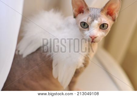 close-up portrait of a bald-eyed cat sphinx of light gray color with wings