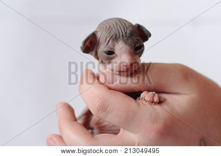 newborn small sphinx kitten in the hands of a man, soft focus