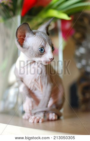 Bald cat, closeup portrait sphinx cats, naked cat, kitten without wool.