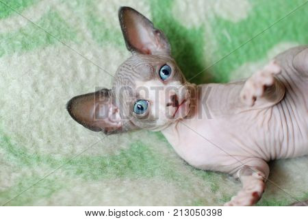 Bald cat, closeup portrait sphinx cats, naked cat, kitten without wool.