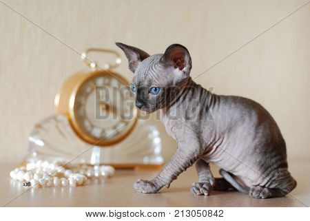 Bald cat, closeup portrait sphinx cats, naked cat, kitten without wool.