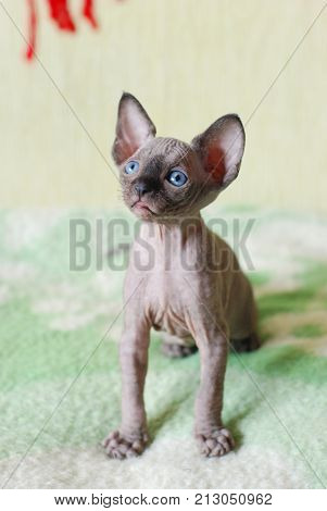 Bald cat, closeup portrait sphinx cats, naked cat, kitten without wool.