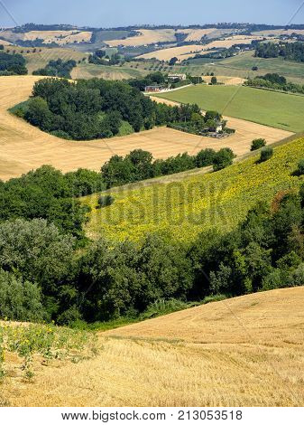 Rural landscape at summer along the road from Fermo to Monterubbiano (Marches italy)