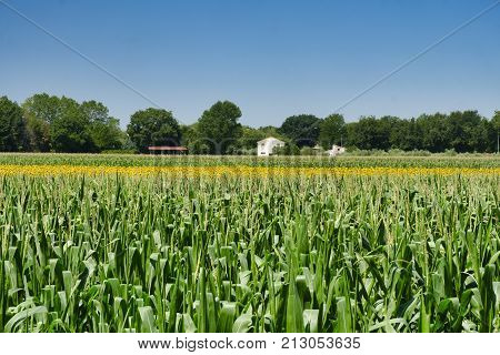 Rural landscape at summer along the road from Recanati to San Firmano (Macerata Marches italy)