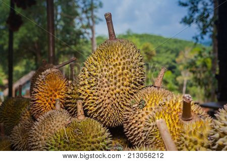 The durian is brought to burn on stove to add flavor. Eat hot durian with extra nutrients.