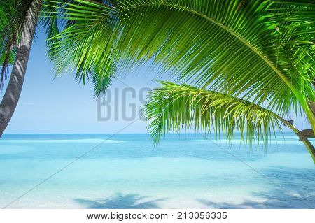View of nice tropical beach with some palms