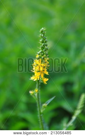 Common Agrimony (agrimonia Eupatoria)
