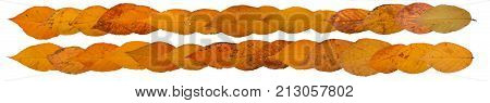 Three autumn leaves of japanese cherry, also called Sakura, latin name Prunus serrulata, on white background