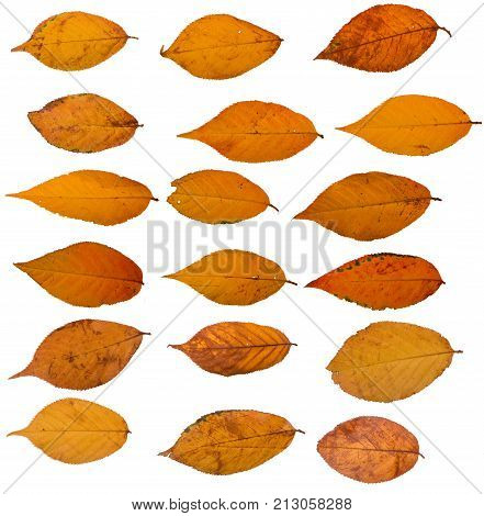 Three autumn leaves of japanese cherry, also called Sakura, latin name Prunus serrulata, on white background