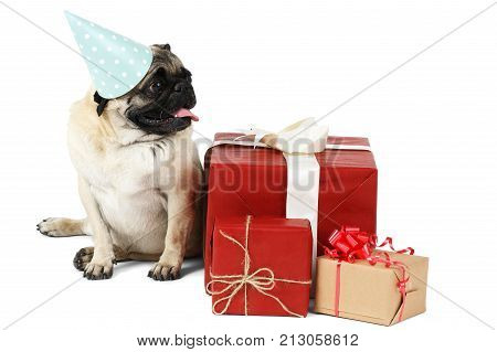 A funny festive mopsy dressed in a blue festive tapered cap, sitting near several presents in a red box. Isolated on white background.
