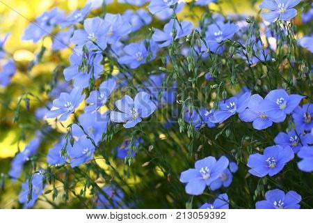 Blue flowers of decorative linum austriacum and its runaways on a difficult background.